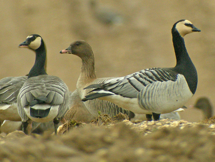 Barnacle Goose